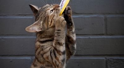 Lanzamientos y novedades